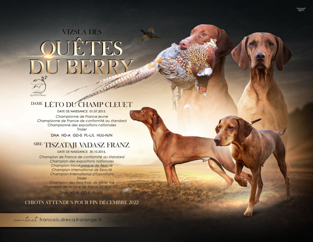 chiot Braque hongrois à poil court (Vizsla) Des Quêtes Du Berry