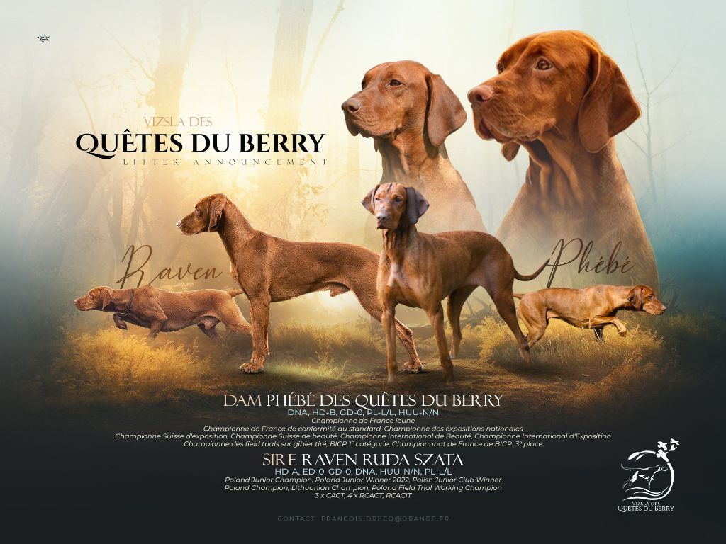Chiot Braque hongrois à poil court (Vizsla) Des Quêtes Du Berry