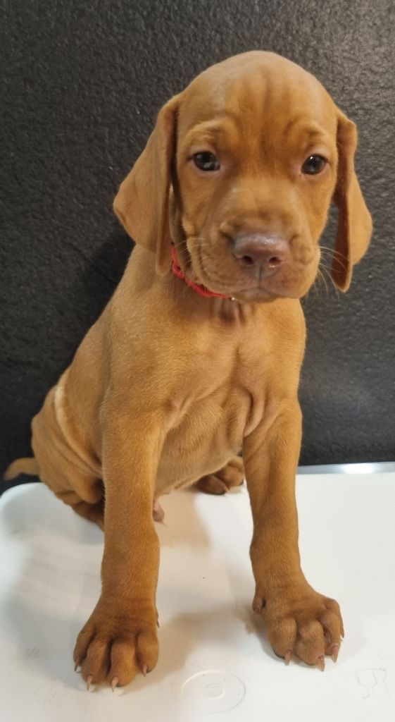 Des Quêtes Du Berry - Chiots disponibles - Braque hongrois à poil court (Vizsla)