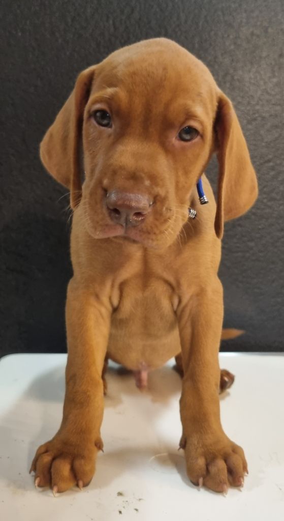 Des Quêtes Du Berry - Chiots disponibles - Braque hongrois à poil court (Vizsla)