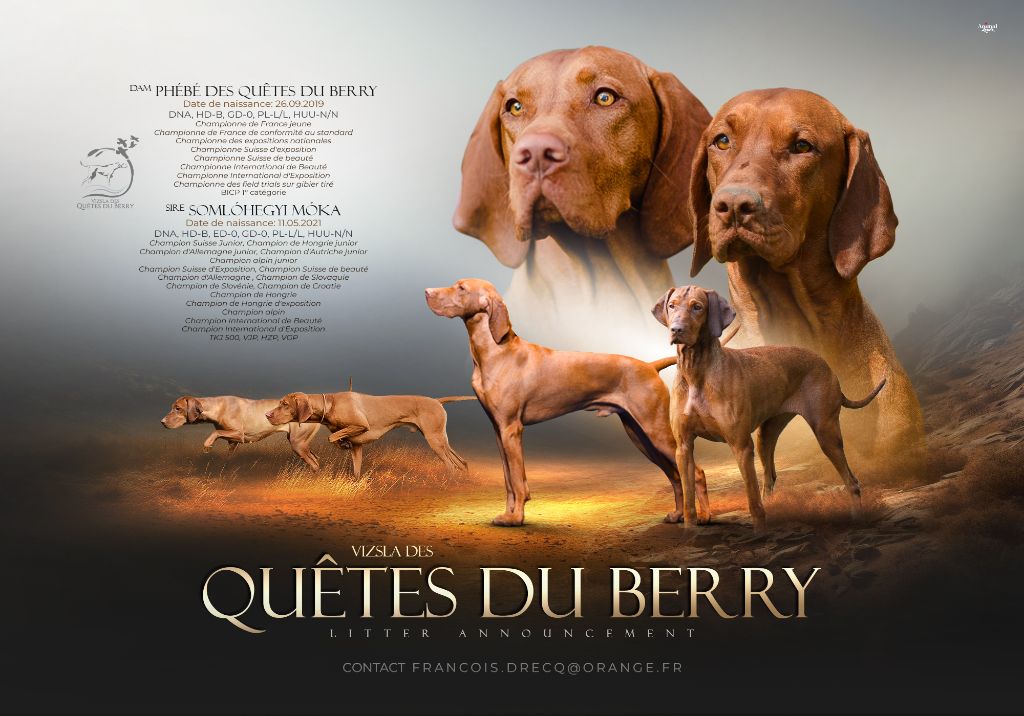 Des Quêtes Du Berry - Braque hongrois à poil court (Vizsla) - Portée née le 04/03/2024