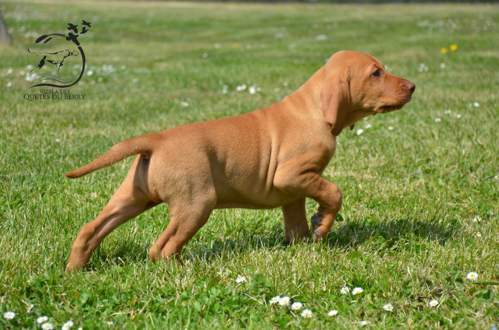 Des Quêtes Du Berry - Braque hongrois à poil court (Vizsla) - Portée née le 02/03/2021