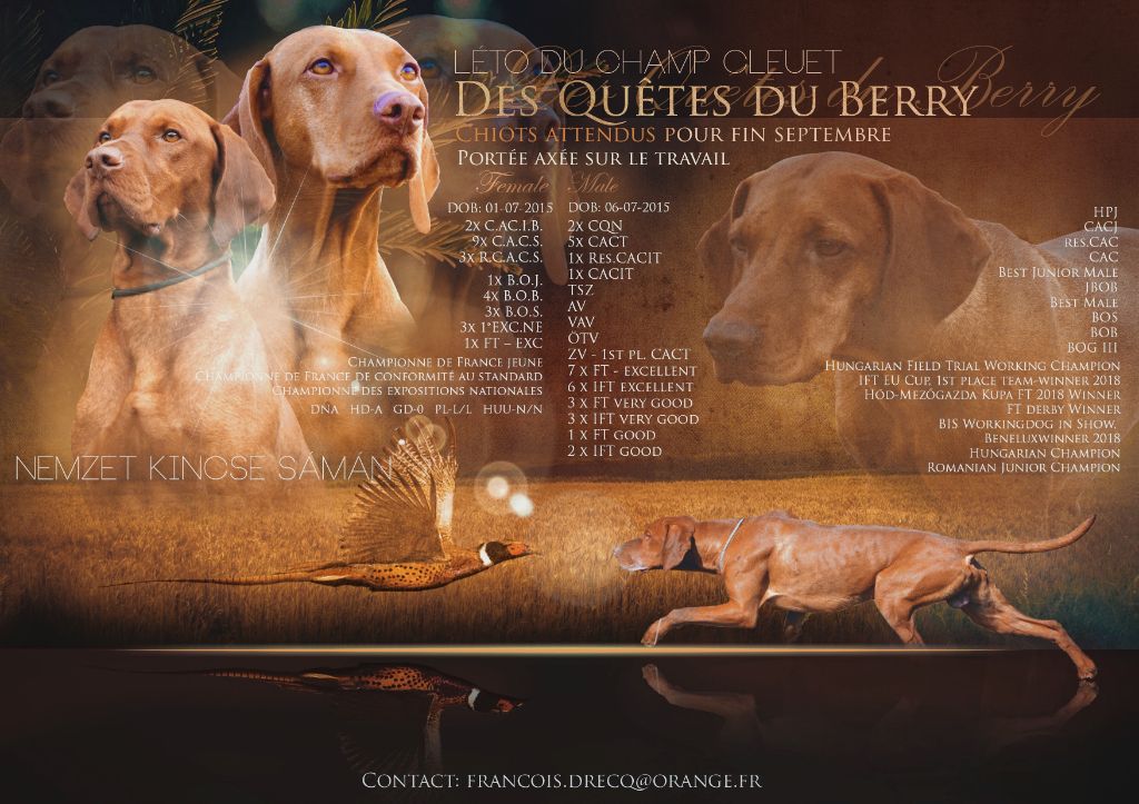 Des Quêtes Du Berry - Braque hongrois à poil court (Vizsla) - Portée née le 26/09/2019