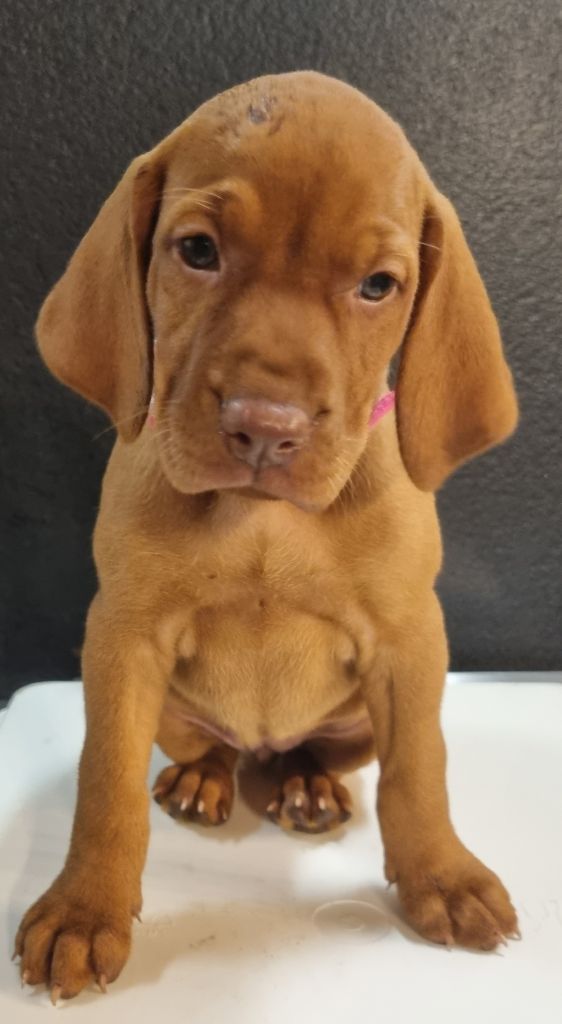 Des Quêtes Du Berry - Chiots disponibles - Braque hongrois à poil court (Vizsla)